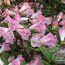 RHODODENDRON 'Seta'