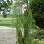 TAXODIUM distichum 'Falling Waters'