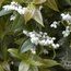 VACCINIUM duclouxii