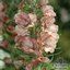 VERBASCUM 'Caribbean Crush'