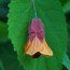 ABUTILON 'Wisley Red'