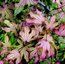 February Japanese Acer Offer