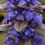 AJUGA reptans 'Multicolour'