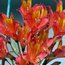 ALSTROEMERIA Ligtu Hybrids