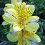ALSTROEMERIA 'Princess Angela'