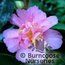 CAMELLIA 'Rosea Plena'  