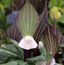 ARISAEMA sikokianum