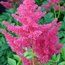ASTILBE 'Gertrude Brix'