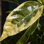 AUCUBA japonica 'Sulphurea Marginata'