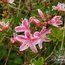 AZALEA - EVERGREEN 'Bright Eyes'  