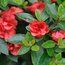 AZALEA - EVERGREEN 'Susannah Hill'  