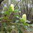 PROTEA Banksia grandis