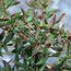 BERBERIS gagnepainii var lanceolata