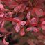 BERBERIS thunbergii 'Harlequin'