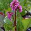 BERGENIA 'Sunningdale'