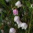 BORONIA heterophylla 'Ice Charlotte'