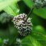 CALLICARPA mollis