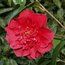 CAMELLIA 'Dr Clifford Parks'  