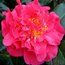 CAMELLIA 'Aarons Ruby'  