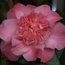 CAMELLIA 'Amabel Lansdell'
