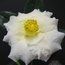 CAMELLIA 'Annette Gehry'  