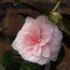 CAMELLIA 'Augusto Leal de Gouveia Pinto'  