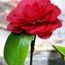 CAMELLIA 'Coquettii'  