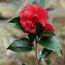 CAMELLIA 'Daikagura'  