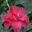 CAMELLIA 'Diamond Head'  