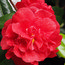 CAMELLIA 'Dixie Knight'  