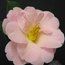 CAMELLIA 'Dream Time'  