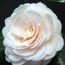 CAMELLIA 'Eleanor Hapgood'  