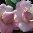 CAMELLIA 'Erin Farmer'  