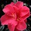 CAMELLIA 'Flame'  