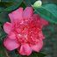 CAMELLIA 'Fortune Teller'  