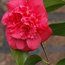 CAMELLIA 'Frans van Damme'  