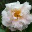 CAMELLIA 'Frosty Morn'  