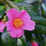 CAMELLIA 'Golden Spangles'  