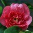 CAMELLIA 'Guest of Honour'  