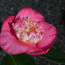 CAMELLIA 'Hatsu Zakura'  