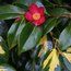 CAMELLIA japonica 'Variegata' 