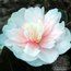 CAMELLIA 'Jean May'  