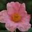 CAMELLIA 'Mary Christian'