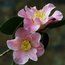 CAMELLIA 'Mary Larcom'  
