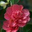 CAMELLIA 'Mercury'  