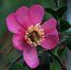 CAMELLIA 'Paradise Glow'