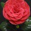 CAMELLIA 'Princess Baciocchi'  