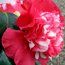 CAMELLIA 'Roman Soldier'  