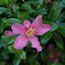 CAMELLIA sasanqua Pink 