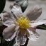 CAMELLIA 'Shinonome'